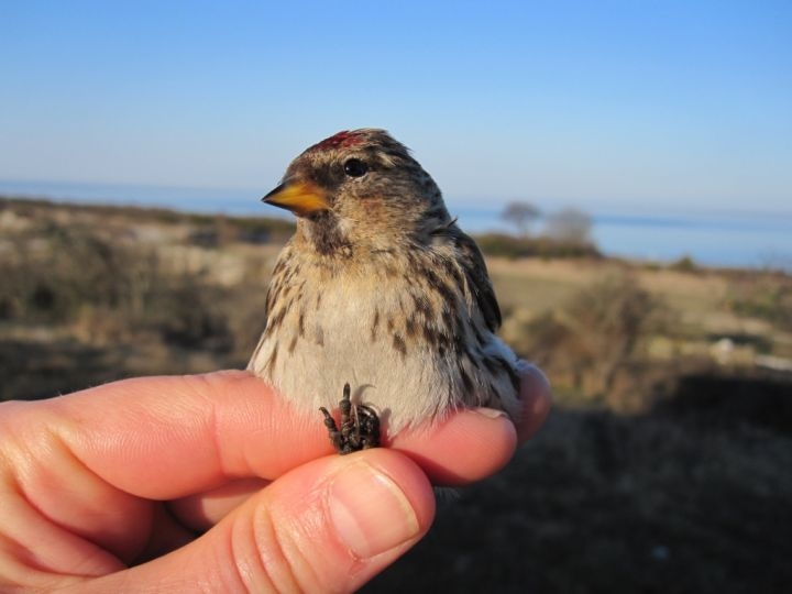 Common Redpoll, Sundre 